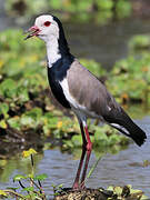 Long-toed Lapwing