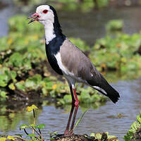Vanneau à ailes blanches