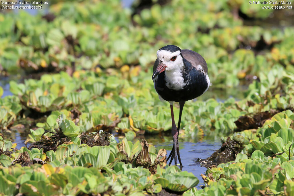 Long-toed Lapwingadult, identification, habitat, fishing/hunting