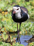 Long-toed Lapwing