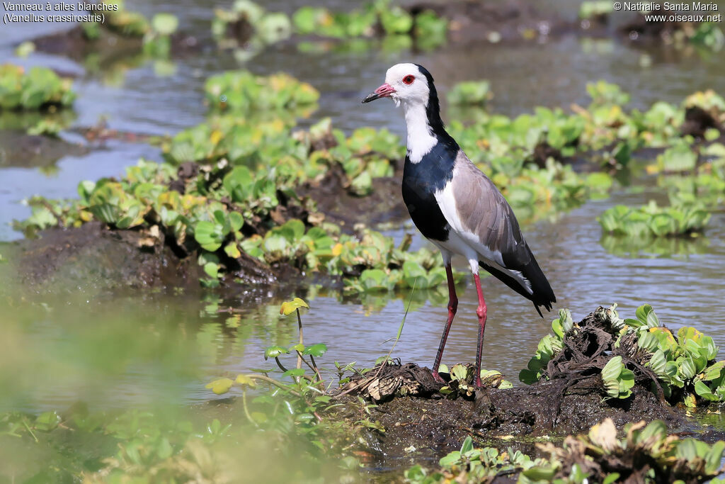 Vanneau à ailes blanchesadulte, identification, habitat