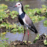 Vanneau à ailes blanches