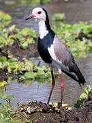 Long-toed Lapwing