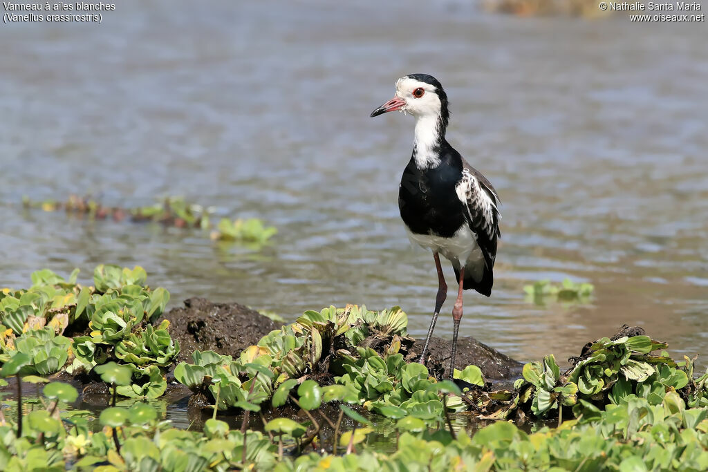 Long-toed Lapwingimmature, identification, habitat