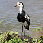 Vanneau à ailes blanches