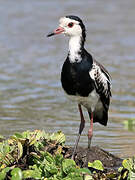 Long-toed Lapwing