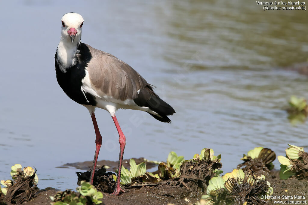 Long-toed Lapwingadult, identification, habitat