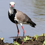 Vanneau à ailes blanches