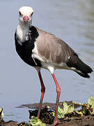 Long-toed Lapwing