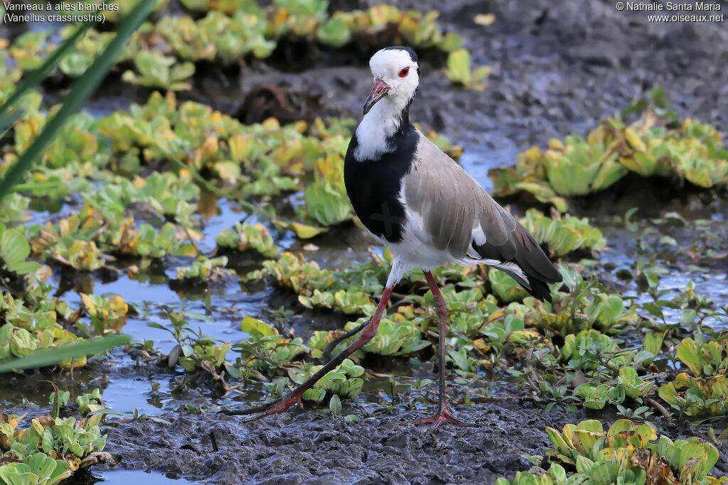 Long-toed Lapwingadult, identification, habitat, walking