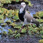 Vanneau à ailes blanches