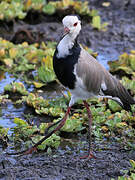 Long-toed Lapwing