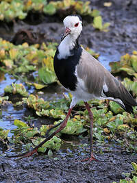 Vanneau à ailes blanches