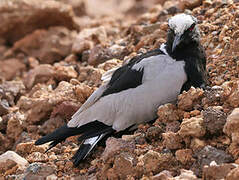 Blacksmith Lapwing