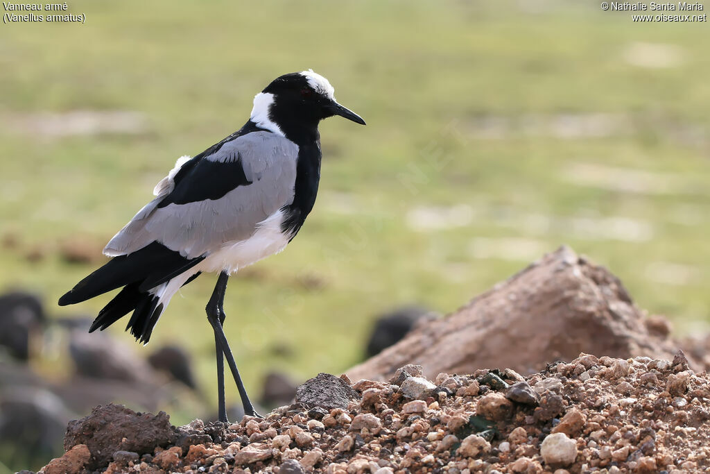 Blacksmith Lapwingadult, identification, habitat