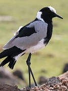 Blacksmith Lapwing