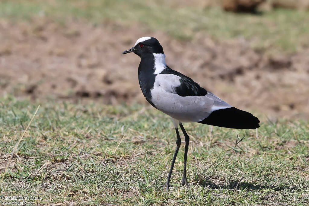 Blacksmith Lapwingadult, identification