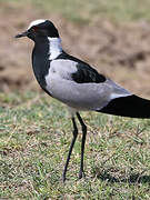 Blacksmith Lapwing