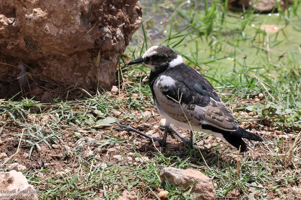 Vanneau arméimmature, identification, pigmentation, Comportement