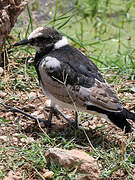 Blacksmith Lapwing