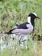 Blacksmith Lapwing