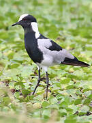 Blacksmith Lapwing