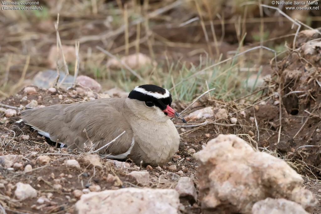 Vanneau couronnéadulte, identification, habitat, Nidification