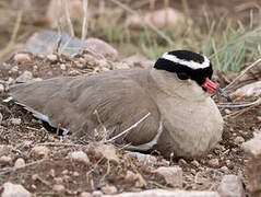 Crowned Lapwing