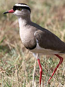 Crowned Lapwing