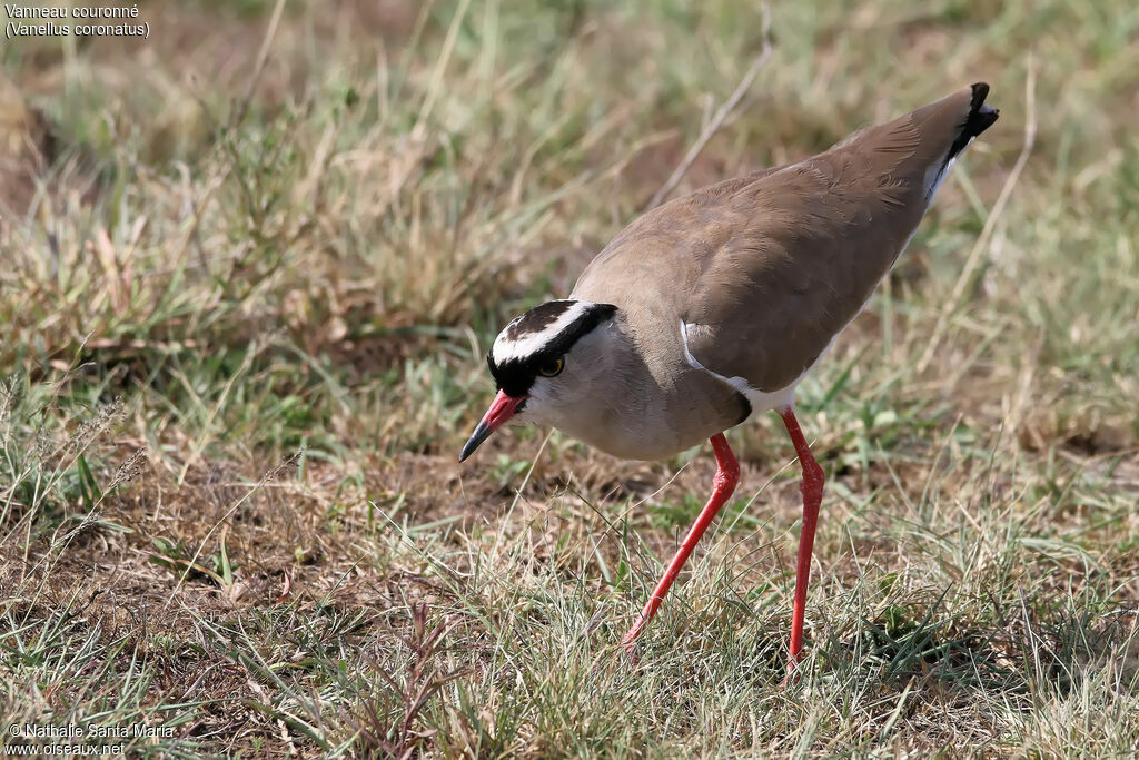 Vanneau couronnéadulte, identification, habitat, pêche/chasse