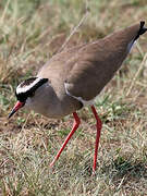 Crowned Lapwing