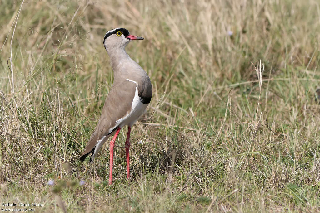 Vanneau couronnéadulte, identification, Comportement