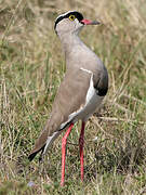 Crowned Lapwing