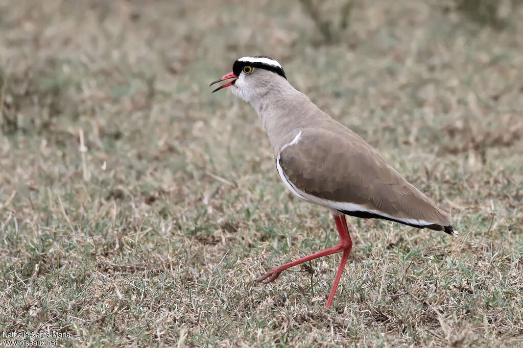 Crowned Lapwingadult breeding, pigmentation, walking, song