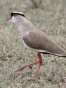 Crowned Lapwing