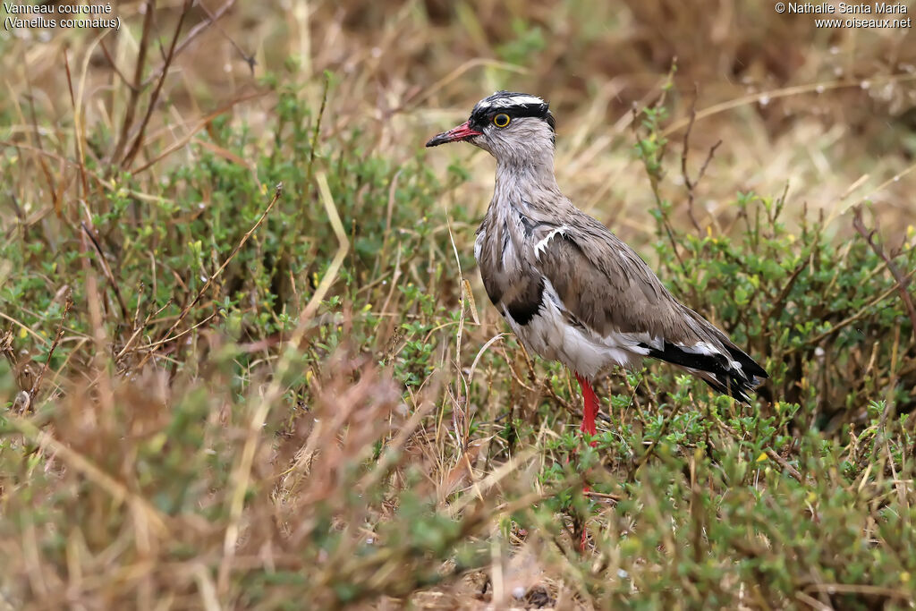 Vanneau couronnéadulte, identification, habitat