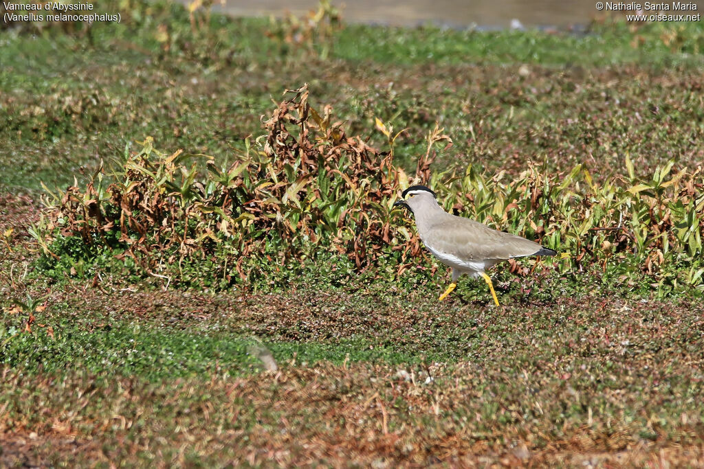 Vanneau d'Abyssinieadulte, identification, habitat, marche