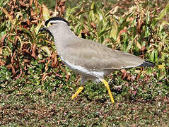 Spot-breasted Lapwing