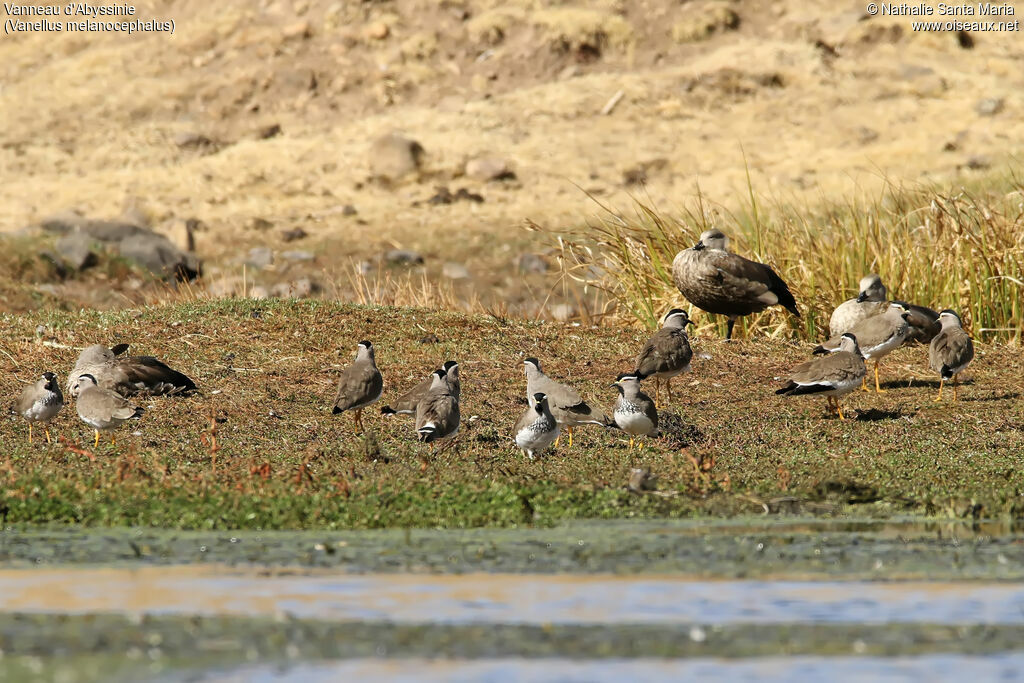 Vanneau d'Abyssinie, habitat