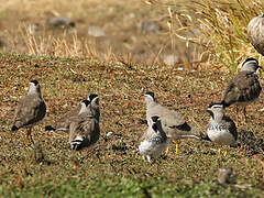 Spot-breasted Lapwing