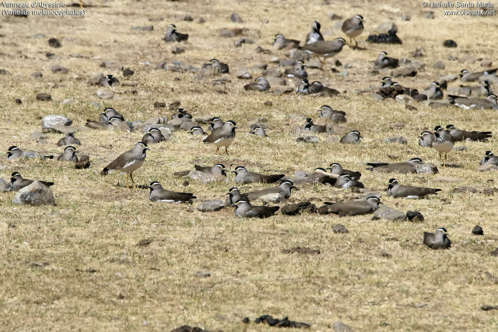 Vanneau d'Abyssinie, habitat