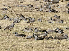 Spot-breasted Lapwing