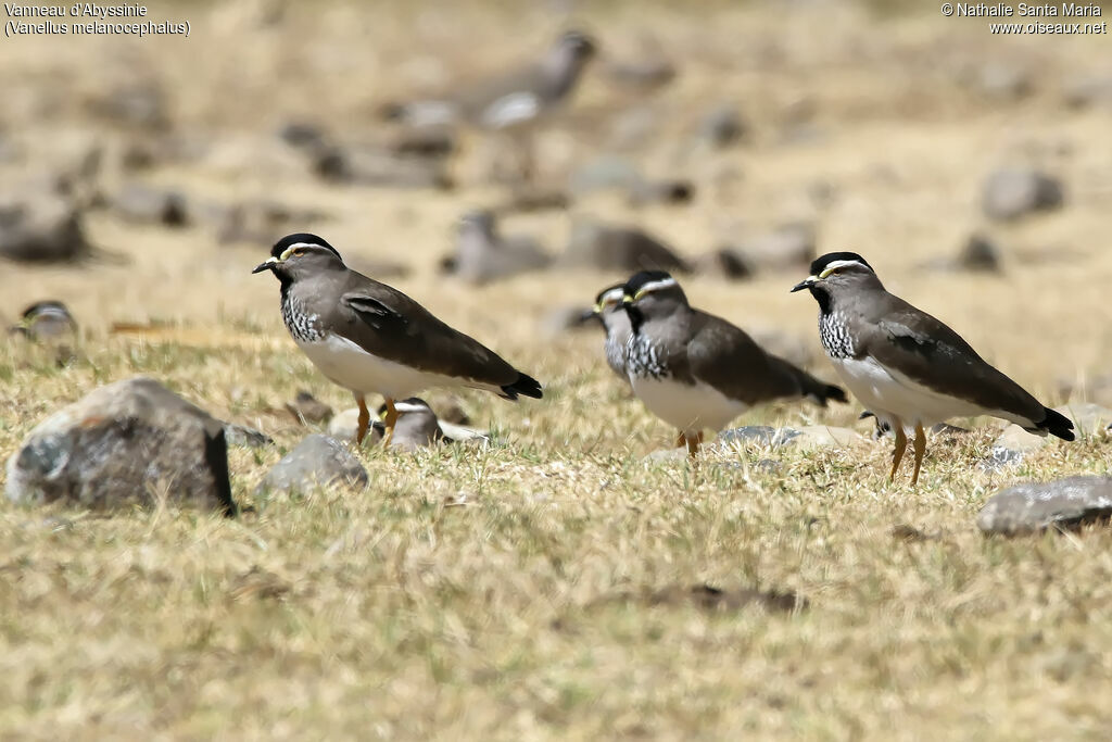 Vanneau d'Abyssinieadulte, identification, habitat