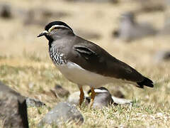 Spot-breasted Lapwing