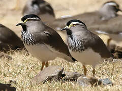 Spot-breasted Lapwing