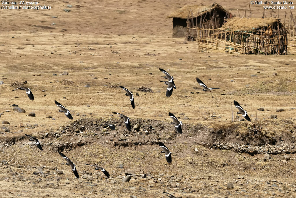 Vanneau d'Abyssinie, habitat, Vol