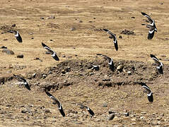 Spot-breasted Lapwing