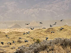 Spot-breasted Lapwing