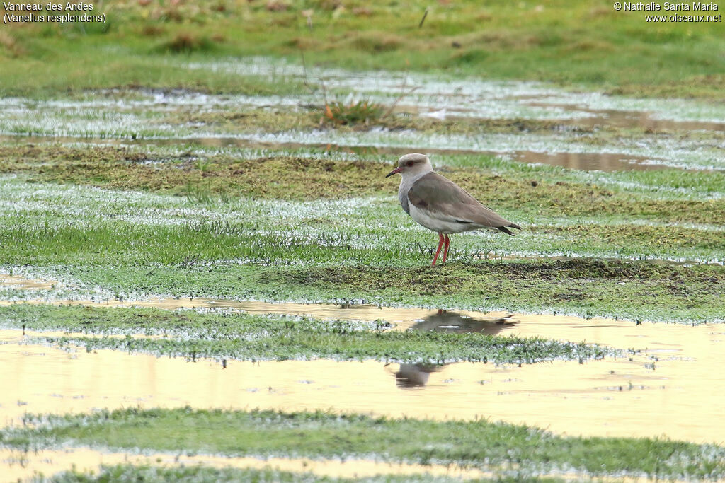 Andean Lapwingadult, identification