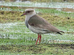 Andean Lapwing